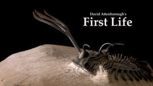 First Life — foto 3
