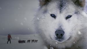 Ice Dogs: The Only Companions Worth Having — foto 4