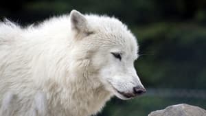 White Wolves - A Cry in the Wild II — foto 1