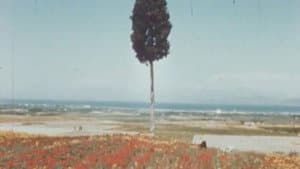 Nausicaa — foto 2