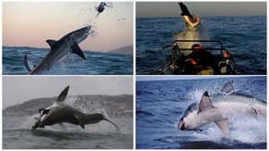 Shark Attack — foto 1