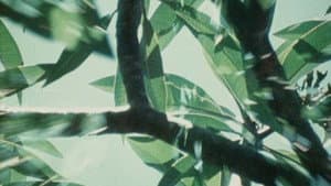 Bark-Rind — foto 1