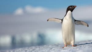 Los pinguinos — foto 1