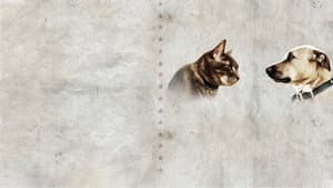 Cat vs. Dog — foto 3