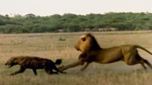 Eternal Enemies: Lions and Hyenas — foto 1