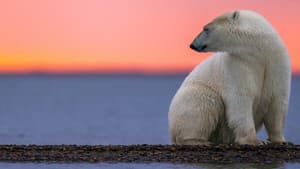 Kingdom of the Polar Bears — foto 6