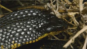 Snake Island: Wild & Deadly — foto 2