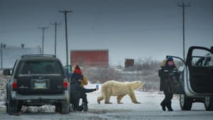 Nuisance Bear — foto 1