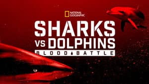 Sharks vs. Dolphins: Blood Battle — foto 7