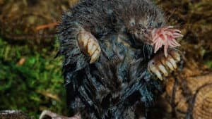 World's Weirdest: Extreme Body Parts — foto 2