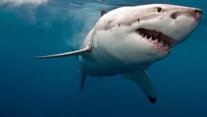 When Sharks Attack 360 — foto 1