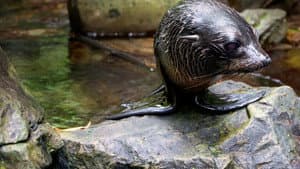 Fur Seals — foto 5