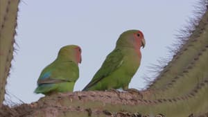 Planet Parrot — foto 3