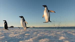 Antarctica, sur les traces de l'empereur — foto 10
