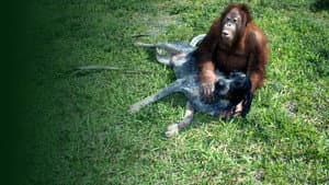 Unlikely Animal Friends — foto 4