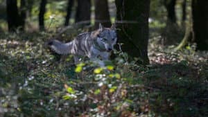 L'ombra del lupo — foto 3