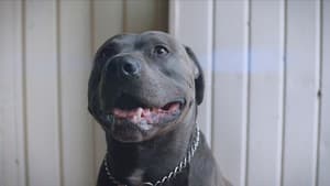 Pitbull — foto 3