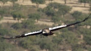 Dehesa: el bosque del lince ibérico — foto 3