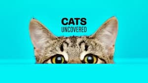 Cat Watch 2014: The New Horizon Experiment — foto 2