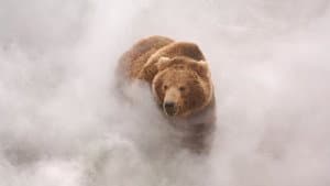 Terre des ours — foto 2