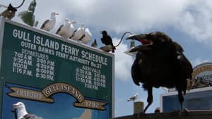 The Birds II: Land's End — foto 12