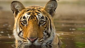 Asia's Wild Secrets — foto 4