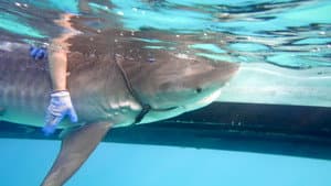 Sharks of the Bermuda Triangle — foto 6