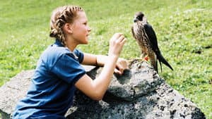 Der Sommer des Falken — foto 1