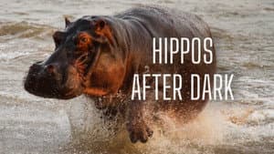 Hippos after Dark — foto 1