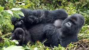 Mountain Gorilla — foto 1