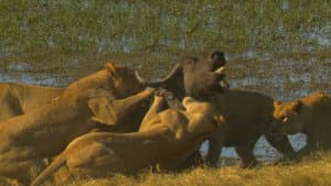 Big Cat Odyssey: Revealed — foto 1