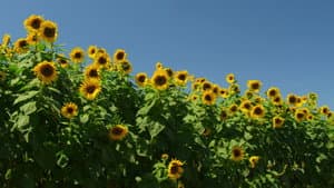 Flores