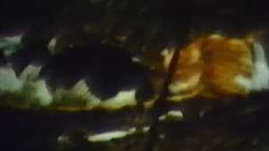 CAT — foto 1