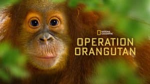 Operation Orangutan — foto 3