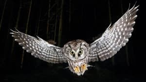 Die Nacht erwacht! Über Leben im Wald — foto 1