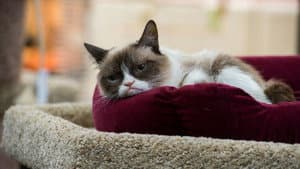 Grumpy Cat's Worst Christmas Ever — foto 5