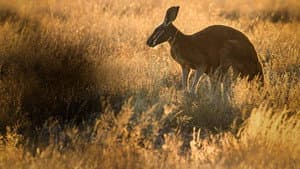 The Kangaroo King — foto 3
