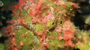 Incredible Fish — foto 1