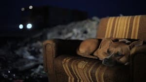 Призори из живота џукца — foto 8