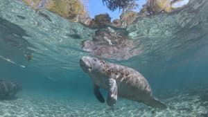 Hamilton's Journey - Manatees in a New Light — foto 1