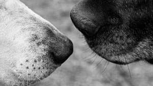Old Friends: A Dogumentary — foto 1