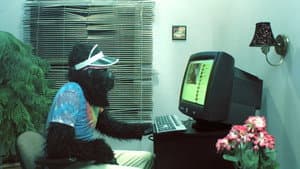 Peter's Computer - Gorilla Video — foto 1
