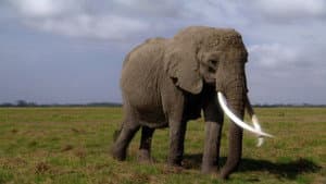 Echo: An Elephant to Remember — foto 1