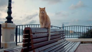 Cats of Malta — foto 1