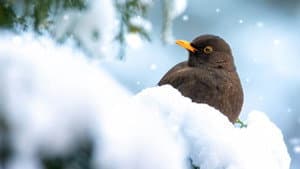 Winter Wonderland — foto 1