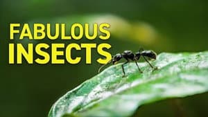 Fabulous Insects - Ants — foto 1