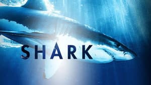 Shark — foto 4