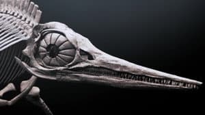 Attenborough and the Sea Dragon — foto 10