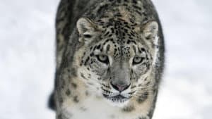 Asia's Wild Secrets — foto 7