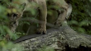 Path of the Panther — foto 4